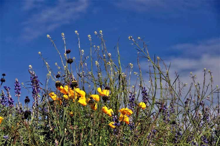 wildflowers